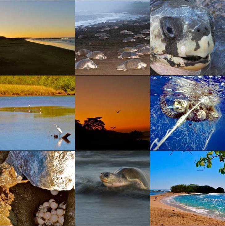 Cabinas Surf Arribadas Ostional Wildlife Refuge Bagian luar foto