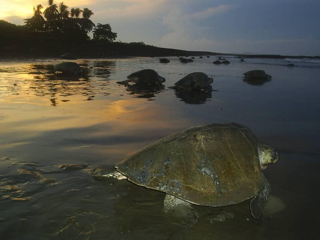 Cabinas Surf Arribadas Ostional Wildlife Refuge Bagian luar foto