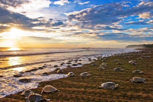 Cabinas Surf Arribadas Ostional Wildlife Refuge Bagian luar foto