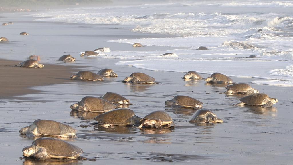 Cabinas Surf Arribadas Ostional Wildlife Refuge Bagian luar foto