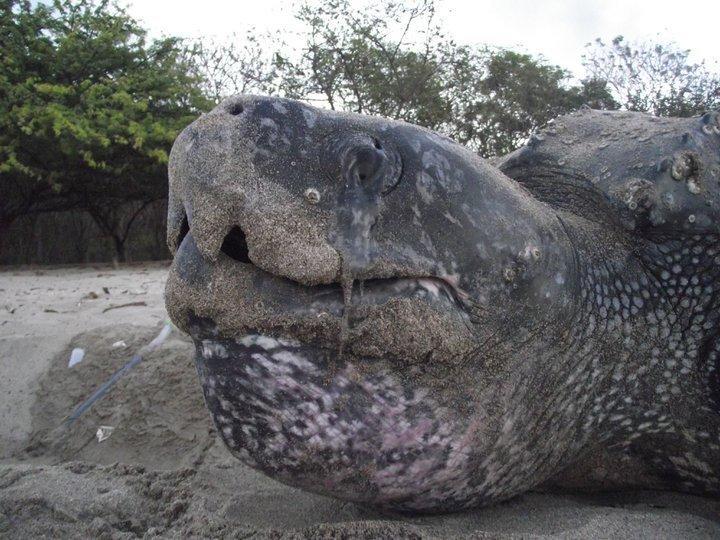 Cabinas Surf Arribadas Ostional Wildlife Refuge Bagian luar foto