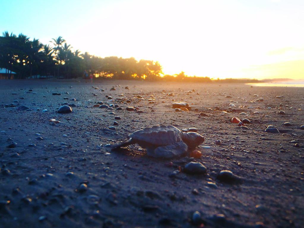 Cabinas Surf Arribadas Ostional Wildlife Refuge Bagian luar foto