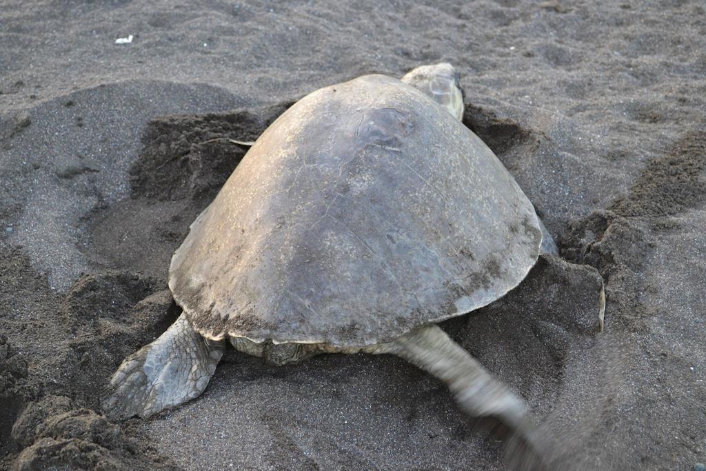 Cabinas Surf Arribadas Ostional Wildlife Refuge Bagian luar foto