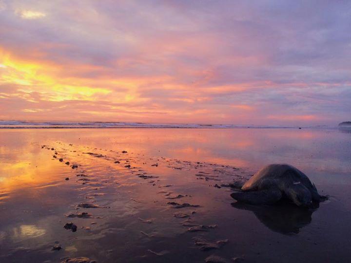 Cabinas Surf Arribadas Ostional Wildlife Refuge Bagian luar foto
