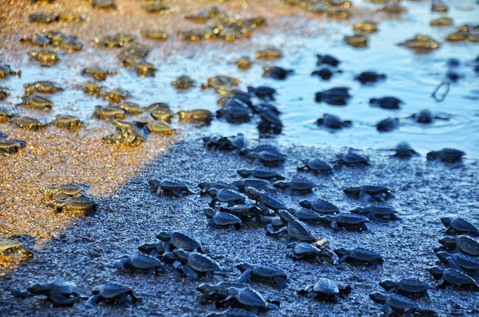 Cabinas Surf Arribadas Ostional Wildlife Refuge Bagian luar foto