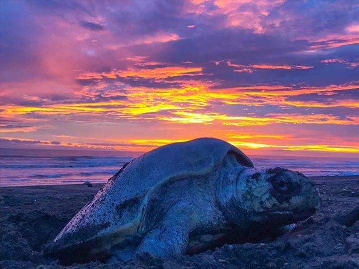 Cabinas Surf Arribadas Ostional Wildlife Refuge Bagian luar foto